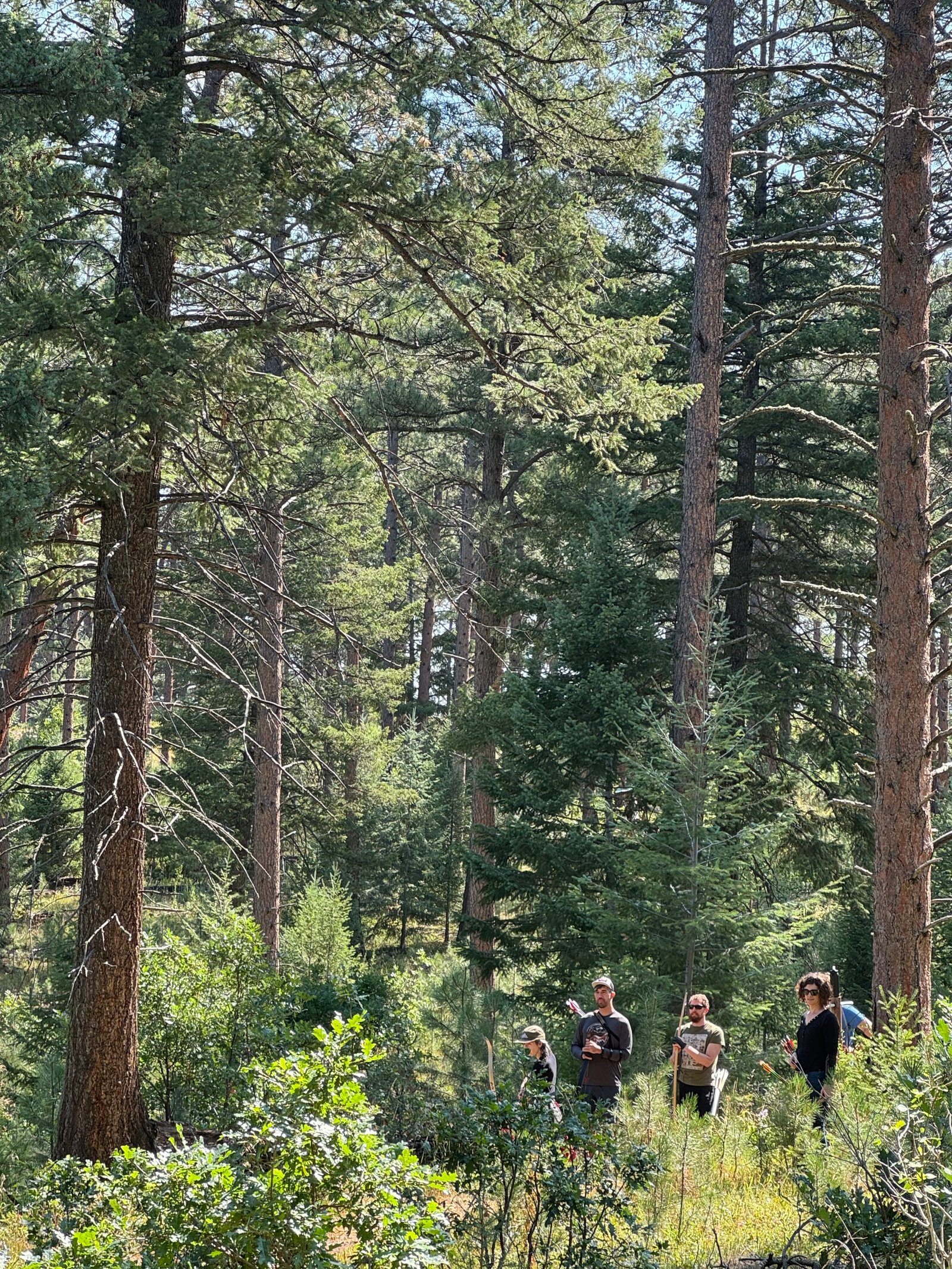 Archers walking the trail beneath tall pines